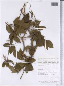 Serjania caracasana (Jacquin) Willdenow, America (AMER) (Paraguay)
