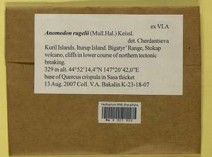 Anomodontopsis rugelii (Müll. Hal.) Ignatov & Fedosov, Bryophytes, Bryophytes - Russian Far East (excl. Chukotka & Kamchatka) (B20) (Russia)
