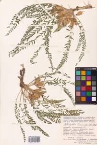 Astragalus buchtormensis Pall., Eastern Europe, Lower Volga region (E9) (Russia)