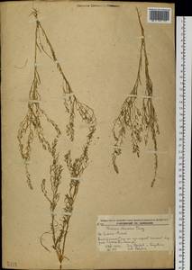 Thesium chinense Turcz., Siberia, Russian Far East (S6) (Russia)