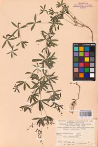 Galium intermedium Schult., Eastern Europe, West Ukrainian region (E13) (Ukraine)