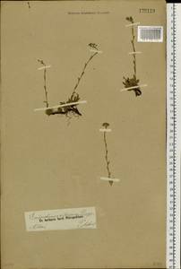Eritrichium villosum (Ledeb.) Bunge, Siberia, Altai & Sayany Mountains (S2) (Russia)