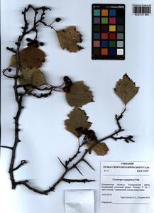 Crataegus sanguinea Pall., Siberia, Altai & Sayany Mountains (S2) (Russia)