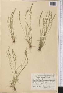 Festuca myuros L., Middle Asia, Western Tian Shan & Karatau (M3) (Uzbekistan)