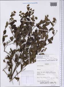 Varronia polycephala Lam., America (AMER) (Paraguay)