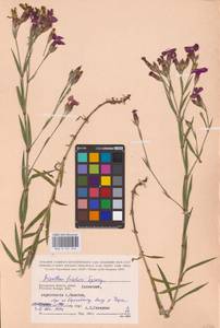 Dianthus chinensis L., Eastern Europe, Central region (E4) (Russia)