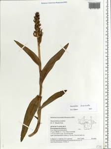 Dactylorhiza incarnata subsp. cruenta (O.F.Müll.) P.D.Sell, Eastern Europe, Central region (E4) (Russia)