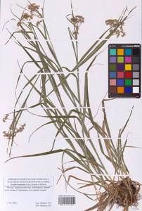 Luzula luzuloides (Lam.) Dandy & Wilmott, Eastern Europe, Moscow region (E4a) (Russia)