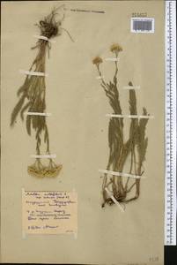 Achillea setacea Waldst. & Kit., Middle Asia, Northern & Central Kazakhstan (M10) (Kazakhstan)