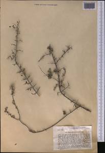 Sageretia thea subsp. thea, Middle Asia, Pamir & Pamiro-Alai (M2) (Uzbekistan)
