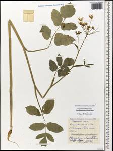 Heracleum chorodanum (Hoffm.) DC., Caucasus, Stavropol Krai, Karachay-Cherkessia & Kabardino-Balkaria (K1b) (Russia)