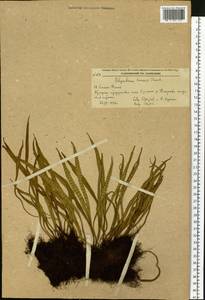 Lepisorus ussuriensis (Regel & Mack.) Ching, Siberia, Russian Far East (S6) (Russia)