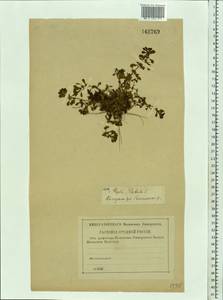 Lythrum portula (L.) D. A. Webb, Eastern Europe, Central forest region (E5) (Russia)