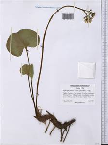 Nephrophyllidium crista-galli (Menzies ex Hook.) Gilg, America (AMER) (United States)