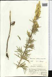 Aconitum anthoroideum DC., Middle Asia, Dzungarian Alatau & Tarbagatai (M5) (Kazakhstan)