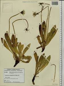 Taraxacum ceratophorum (Ledeb.) DC., Siberia, Central Siberia (S3) (Russia)