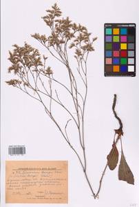 Limonium bungei (Claus) Gamajun., Eastern Europe, North Ukrainian region (E11) (Ukraine)