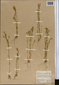 Centaurium uliginosum (Waldst. & Kit.) Fritsch, Middle Asia, Northern & Central Kazakhstan (M10) (Kazakhstan)