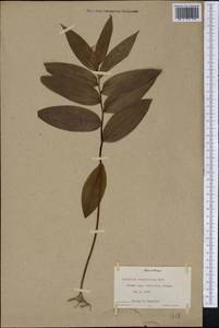 Maianthemum stellatum (L.) Link, America (AMER) (United States)