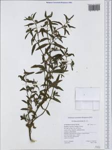 Eclipta prostrata (L.) L., Western Europe (EUR) (Greece)