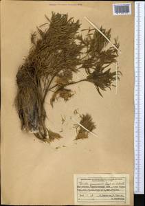 Ferula penninervis Regel & Schmalh., Middle Asia, Western Tian Shan & Karatau (M3) (Kazakhstan)