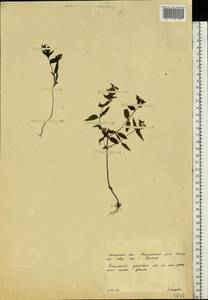 Melampyrum, Eastern Europe, West Ukrainian region (E13) (Ukraine)