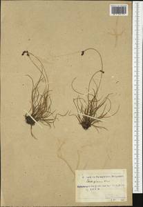 Carex glareosa Schkuhr ex Wahlenb., Western Europe (EUR) (Svalbard and Jan Mayen)