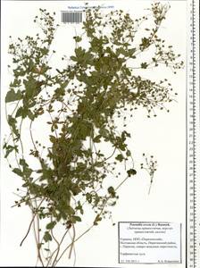 Potentilla erecta (L.) Raeusch., Eastern Europe, North Ukrainian region (E11) (Ukraine)