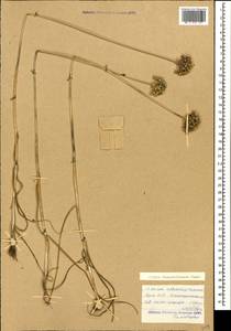Allium fuscoviolaceum Fomin, Caucasus, Armenia (K5) (Armenia)