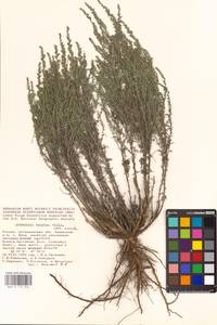 Artemisia taurica Willd., Eastern Europe, Lower Volga region (E9) (Russia)