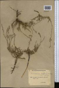 Limonium suffruticosum (L.) Kuntze, Middle Asia, Northern & Central Kazakhstan (M10) (Kazakhstan)