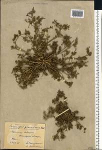 Lepidium coronopus (L.) Al-Shehbaz, Eastern Europe, South Ukrainian region (E12) (Ukraine)