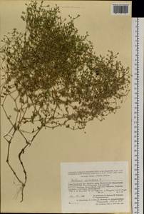 Mesostemma dichotomum (L.) Arabi, Rabeler & Zarre, Siberia, Altai & Sayany Mountains (S2) (Russia)