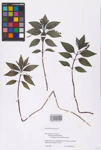 Mercurialis perennis L., Eastern Europe, Central forest-and-steppe region (E6) (Russia)