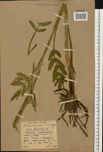 Sium latifolium L., Eastern Europe, Eastern region (E10) (Russia)