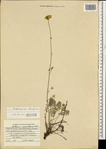 Archanthemis marschalliana subsp. pectinata (Boiss.) Lo Presti & Oberpr., Caucasus, Stavropol Krai, Karachay-Cherkessia & Kabardino-Balkaria (K1b) (Russia)