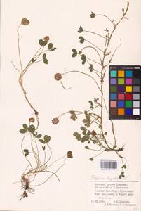 Trifolium fragiferum L., Eastern Europe, Estonia (E2c) (Estonia)