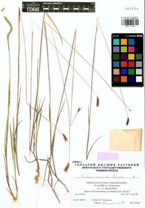 Hordeum roshevitzii Bowden, Siberia, Baikal & Transbaikal region (S4) (Russia)