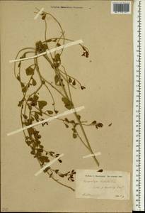 Glycyrrhiza triphylla Fisch. & C.A.Mey., South Asia, South Asia (Asia outside ex-Soviet states and Mongolia) (ASIA) (Iran)