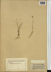 Carex pauciflora Lightf., Western Europe (EUR) (Germany)