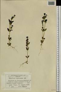 Gentianella auriculata (Pall.) J. M. Gillett, Siberia, Chukotka & Kamchatka (S7) (Russia)