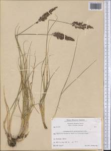 Calamagrostis purpurascens R.Br., America (AMER) (Greenland)