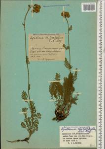 Tanacetum aureum (Lam.) Greuter, M. V. Agab. & Wagenitz, Caucasus, Armenia (K5) (Armenia)