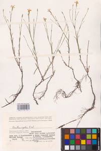 Dianthus rigidus M.Bieb., Eastern Europe, Lower Volga region (E9) (Russia)