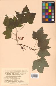 Ribes latifolium Jancz., Siberia, Russian Far East (S6) (Russia)