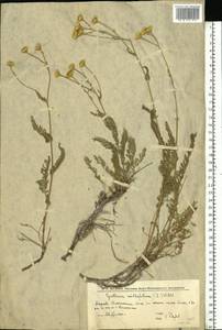 Tanacetum millefolium (L.) Tzvelev, Eastern Europe, Lower Volga region (E9) (Russia)