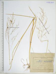 Glyceria spiculosa (F.Schmidt) Roshev. ex B.Fedtsch., Siberia, Russian Far East (S6) (Russia)