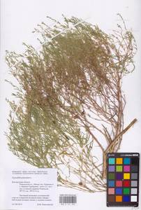 Gypsophila paniculata L., Eastern Europe, Central forest-and-steppe region (E6) (Russia)