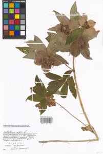 Helleborus niger L., Eastern Europe, Moscow region (E4a) (Russia)