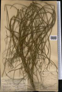 Chondrilla ambigua Fisch. ex Kar. & Kir., Middle Asia, Caspian Ustyurt & Northern Aralia (M8) (Kazakhstan)